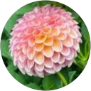 Seraphina Tellis profile picture